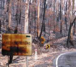 Burned forest near Healesville