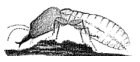 drawing of termite soldier with sabre jaws. Fritz Muller 1864