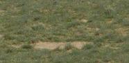 Platform mound of Drepanotermes, sits below height of surrounding grass.