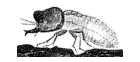 Drawing of phragmotic headed soldier.  Kalotermitidae.  Fritz Muller 1864