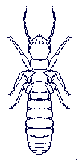 A termite, actaully a de-alate