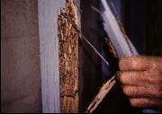 Hand crushing a paper-thin, termite-eaten wall stud